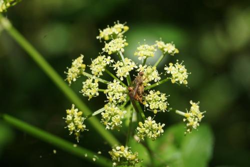 Scathophaga sp.